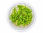 Preview: Indische Sternpflanze - Pogostemon deccanensis in vitro